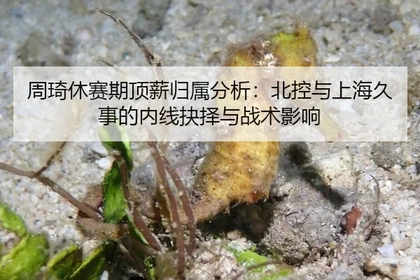 周琦休赛期顶薪归属分析：北控与上海久事的内线抉择与战术影响